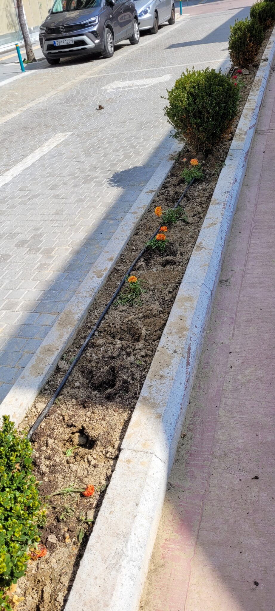 220414 prasino1