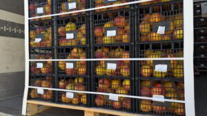 Στιγμιότυπα από τη διανομή φρούτων σε πολύτεκνες οικογένειες