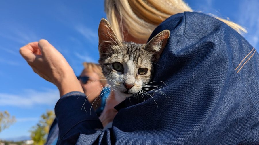 Φωτογραφίες από τη δράση για την Ημέρα των ζώων στο δημοτικό καταφύγιο αδέσποτων ζώων του Δήμου Λαρισαίων