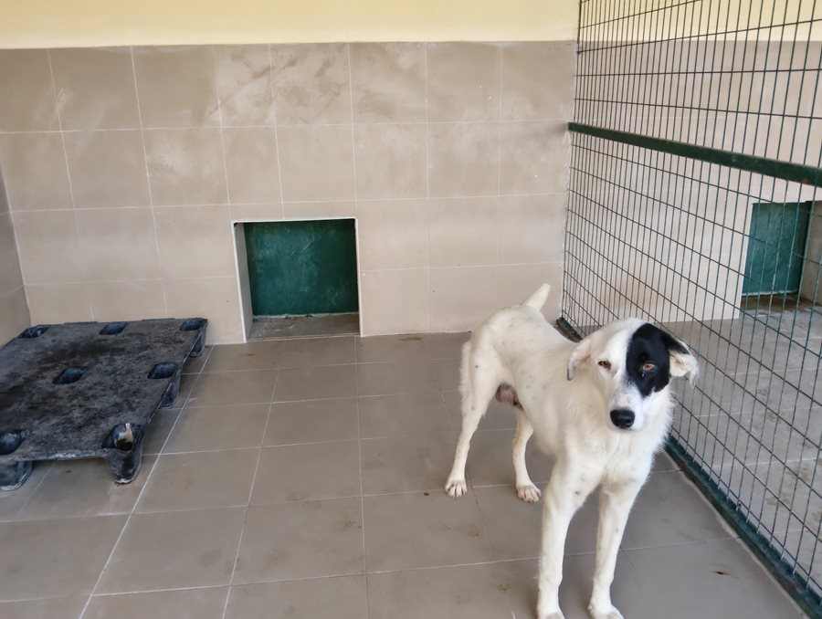 Ασφαλές καταφύγιο για αδέσποτα σκυλιά στη Λάρισα, με χώρο και φροντίδα.