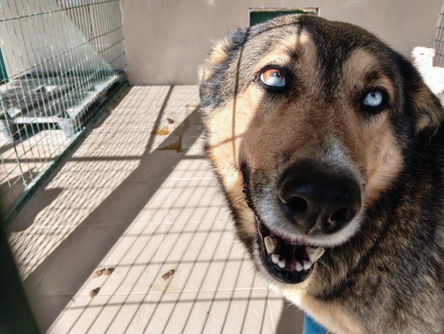 Ανθρώπινο αδέσποτο σκυλί με μπλε μάτια, σε καταφύγιο ζώων στη Λάρισα.