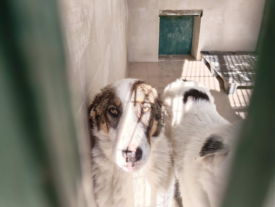 Αδέσποτο σκυλί στη Λάρισα πίσω από κάγκελα, περιμένοντας φροντίδα.