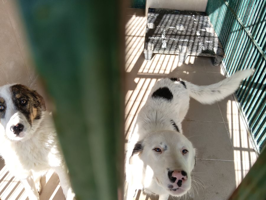 Ανθρώπινα σκυλιά σε καταφύγιο, περιμένουν υιοθεσία στον Δήμο Λαρισαίων.