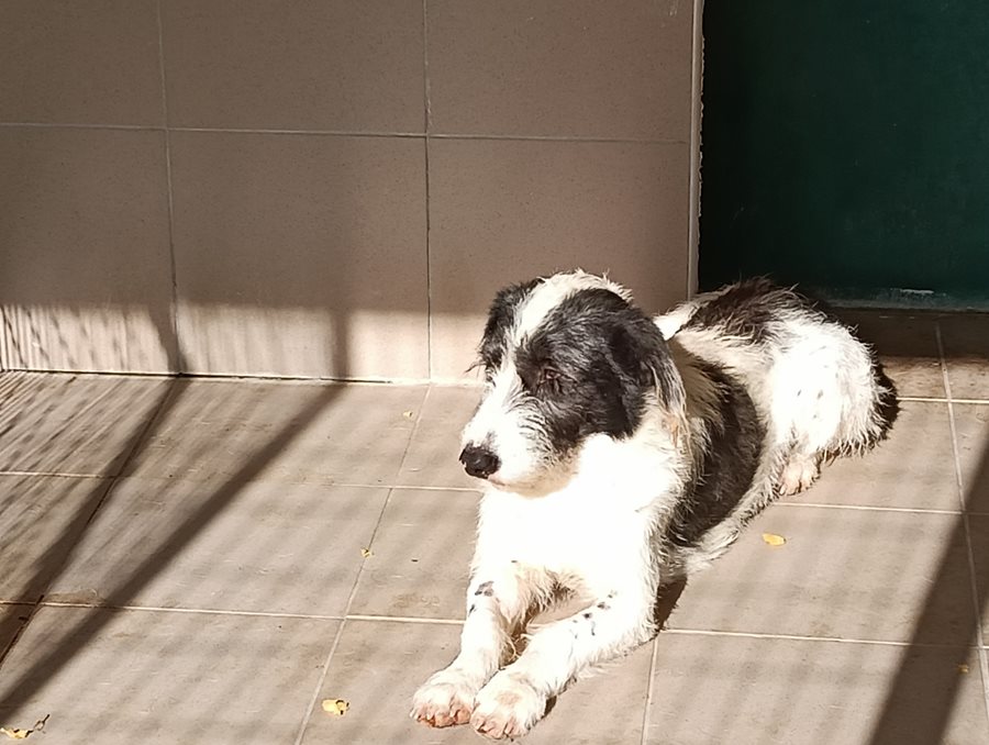 Άσπρο και μαύρο κουτάβι που ξαπλώνει στον ήλιο.