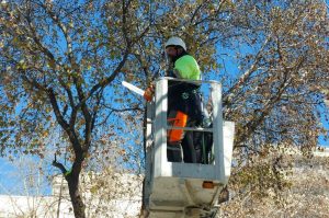 Κλαδεύοντας δέντρα από ειδικούς σε εργάτη οχήματος σε περιοχή της Λάρισας.