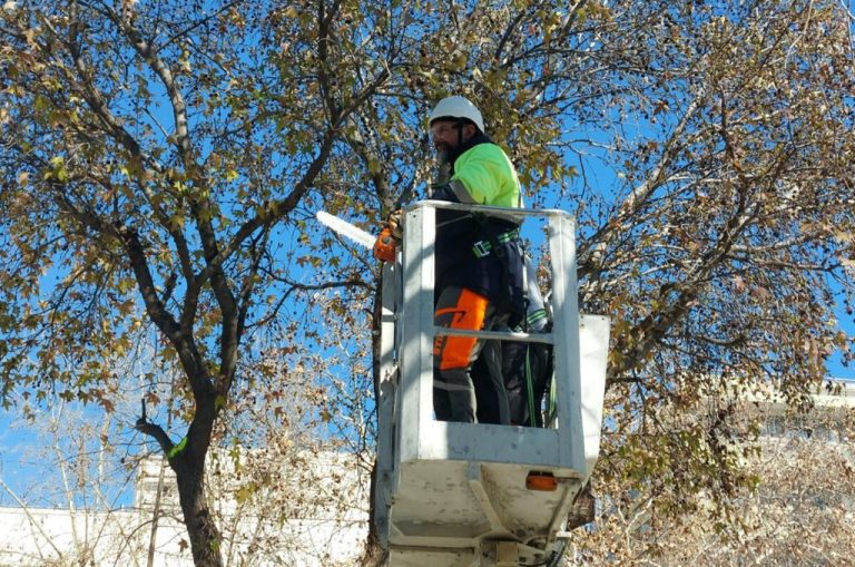 Κλαδεύοντας δέντρα από ειδικούς σε εργάτη οχήματος σε περιοχή της Λάρισας.