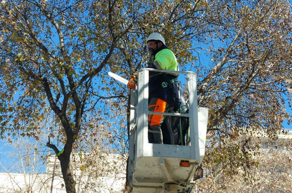 Κλαδεύοντας δέντρα από ειδικούς σε εργάτη οχήματος σε περιοχή της Λάρισας.