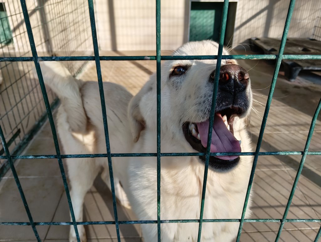 Ασπρό σκυλί σε κλουβί καταφυγίου, περιμένει υιοθεσία.