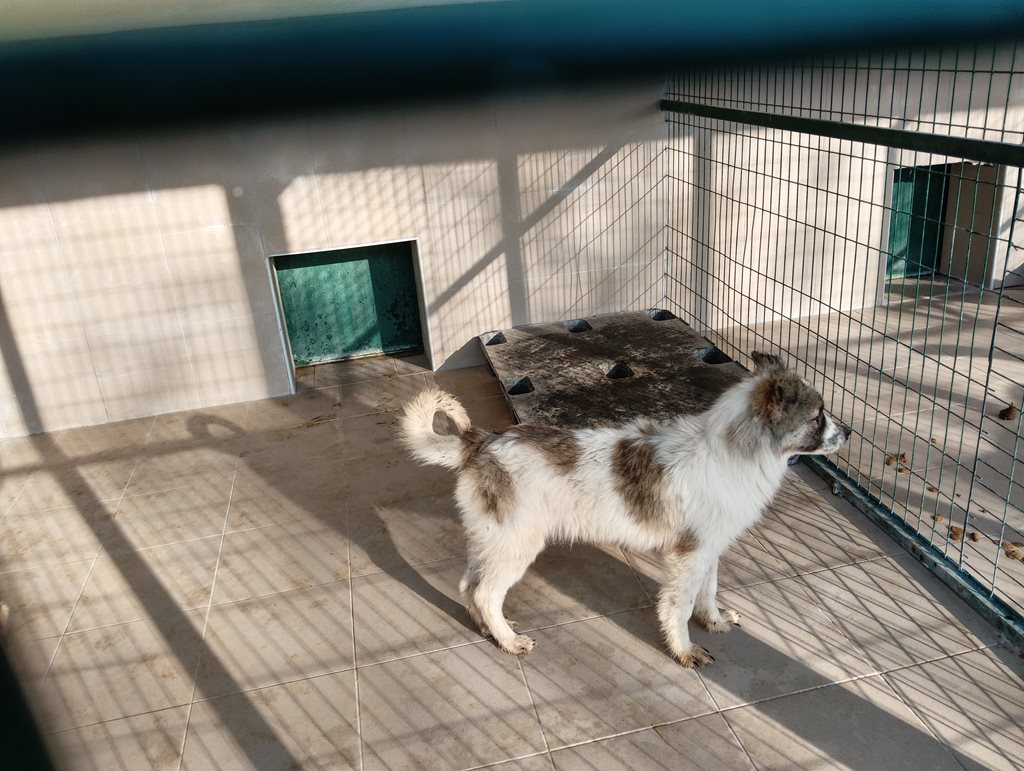 Ασφαλές καταφύγιο ζώων Δήμου Λαρισαίων με σκυλί σε περίφραξη.