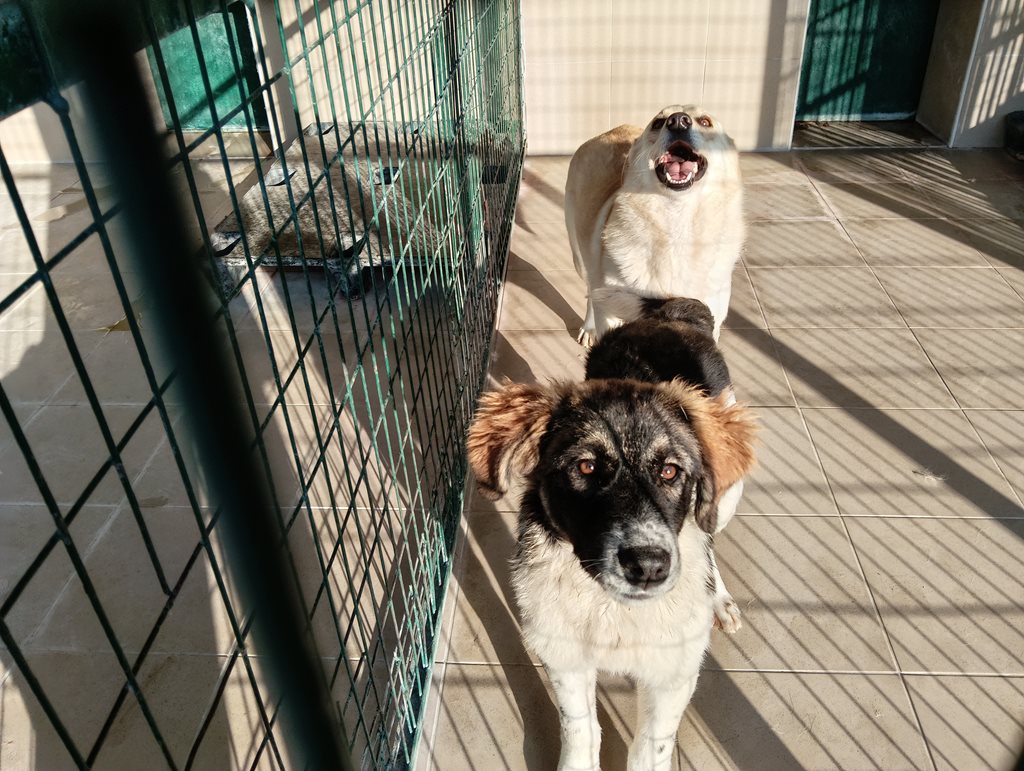 Ανθρώπινα και κατοικίδια ζώα σε καταφύγιο.