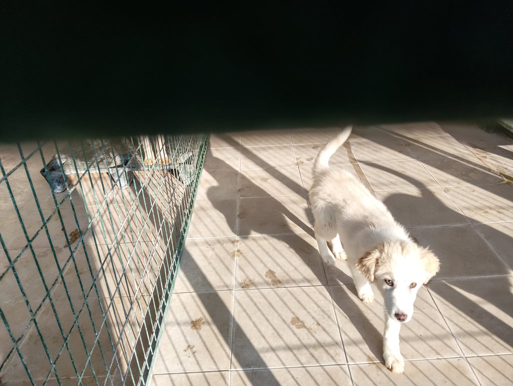 Γαλάζιος σκύλος σε καταφύγιο ζώων στη Λάρισα, Ελλάδα.