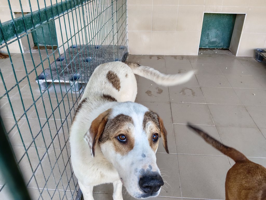 Αδέσποτο σκυλί σε καταφύγιο ζώων, περιμένοντας υιοθεσία.