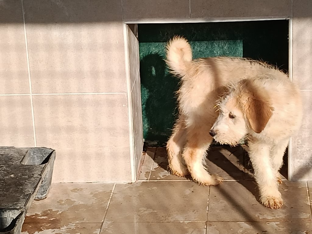 Αδέσποτο σκυλί σε καταφύγιο, Δήμος Λαρισαίων, προστασία ζώων.