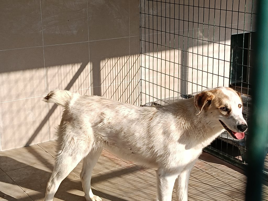 Ανέγγιχτο σκυλί σε καταφύγιο ζώων, Δήμος Λαρισαίων, προς υιοθεσία και φροντίδα.