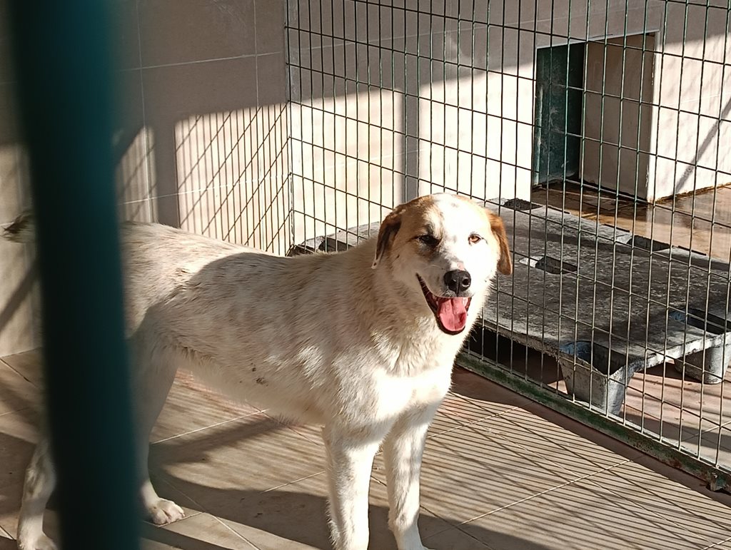 Αδέσποτος σκύλος σε καταφύγιο στη Λάρισα, περιμένει υιοθεσία.