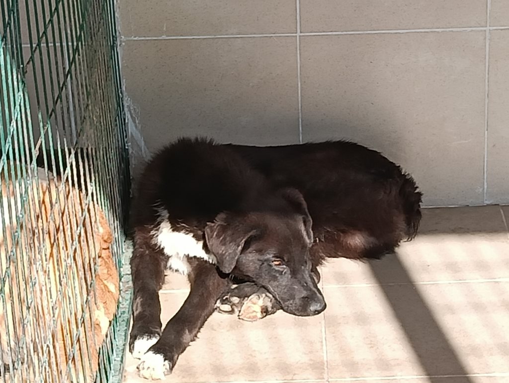 Ανέμελος σκύλος σε καταφύγιο, περιμένει υιοθεσία στη Λάρισα.