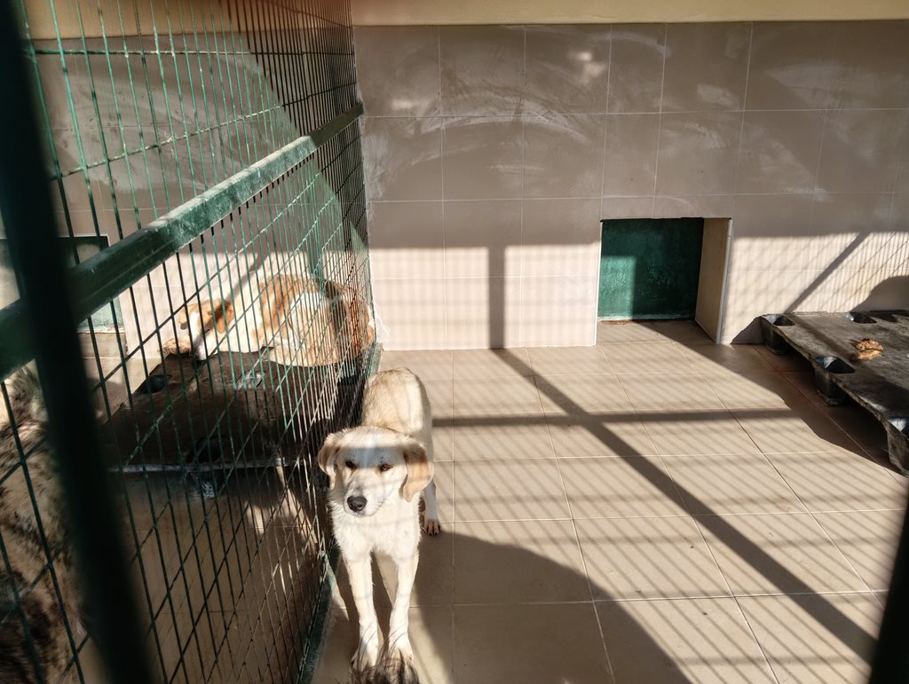Αγόρι σκύλου σε καταφύγιο ζώων, περιφραγμένο χώρο.
