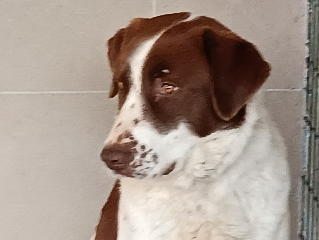 Ανθρώπινο σκυλί με καφέ και λευκό τρίχωμα, καθισμένο σε τοίχο.