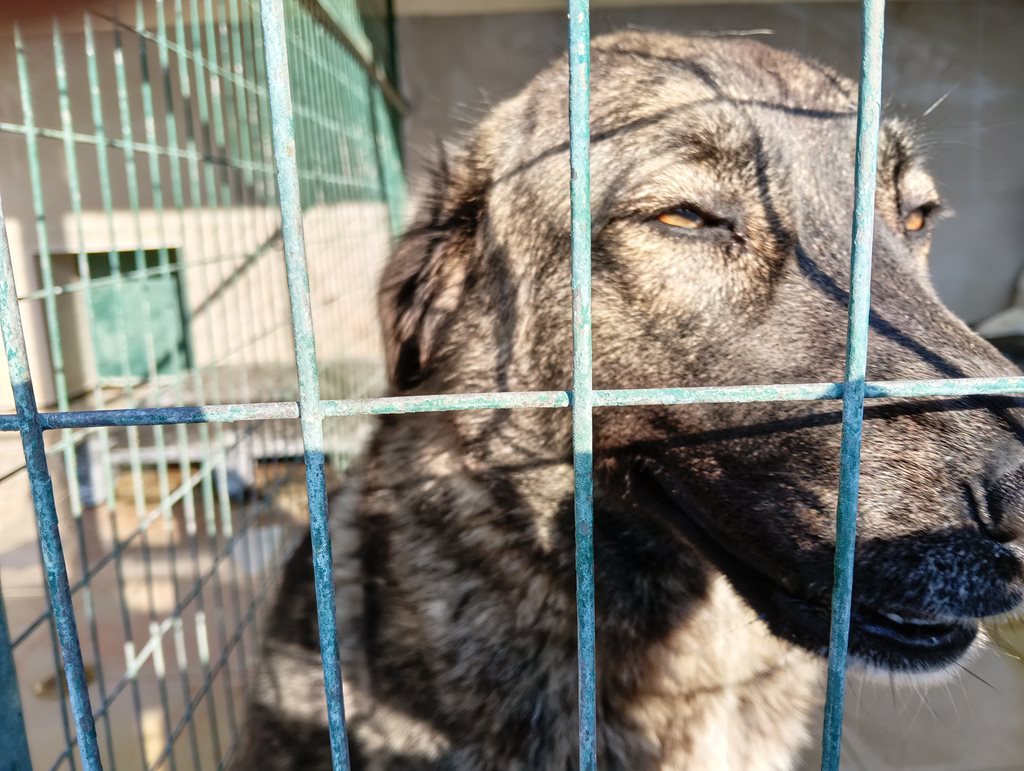 Αιχμάλωτο σκυλί σε κλουβί καταφυγίου ζώων, περιμένει υιοθεσία.