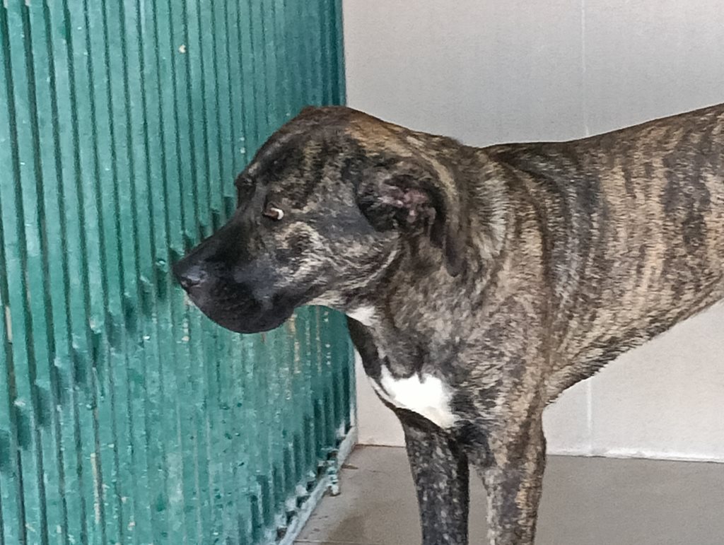 σκύλος σε καταφύγιο, Δήμος Λαρισαίων, Β8-025.