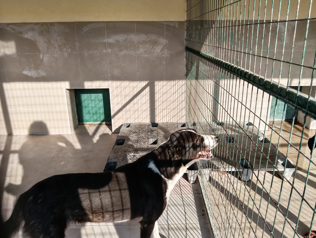 Ανθρώπινη φροντίδα και προστασία ζώων στη Λάρισα.