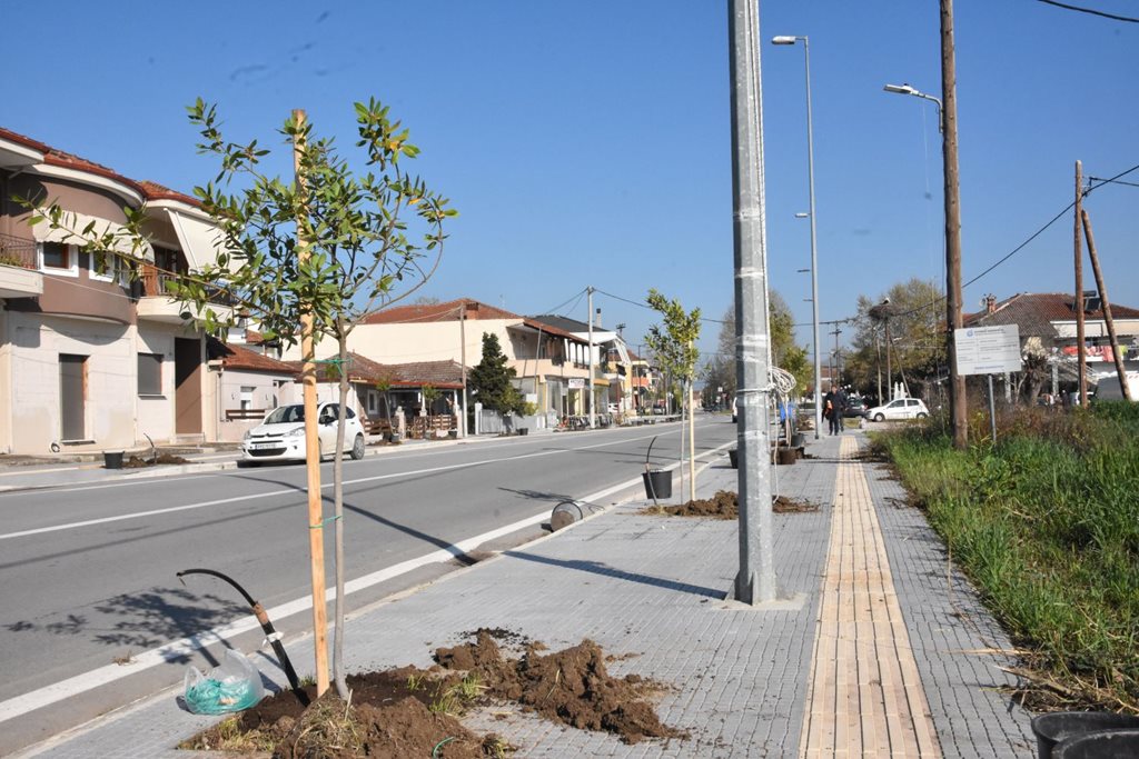 Στιγμιότυπο από την δενδροφύτευση στην Φαλάνη