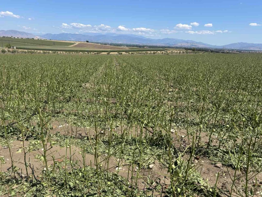 Στιγμιότυπο από τις ζημιές που προκάλεσαν τα έντονα καιρικά φαινόμενα σε καλλιέργειες σε Τερψιθέα και Ελευθερές