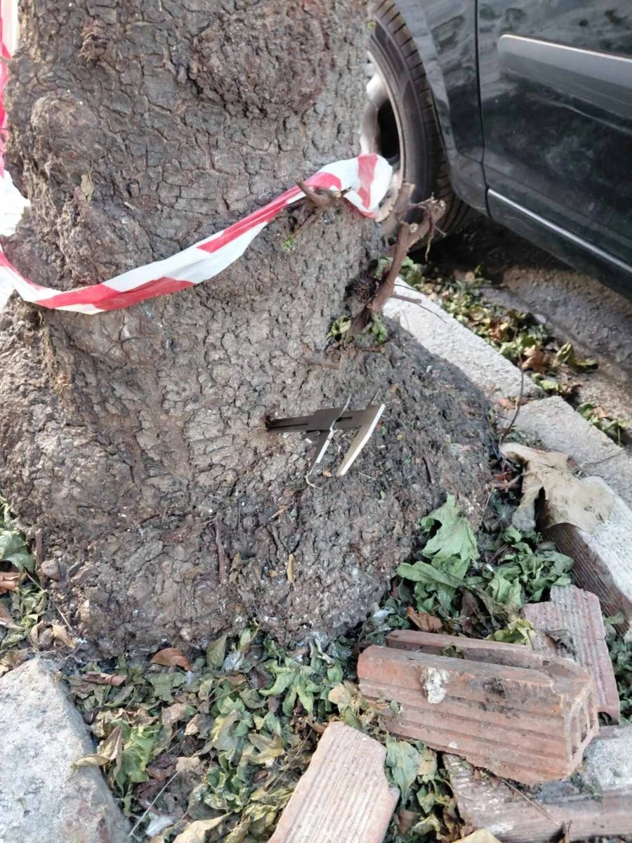 Οι οπές στις βάσεις των κορμών. Εμφανίζεται παχύμετρο για τη μέτρηση της ζημιάς που έχει προκληθεί.